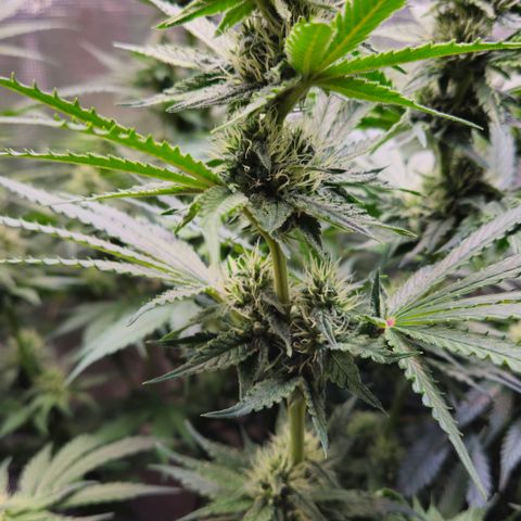 Tangie #3 growlog timeline photo