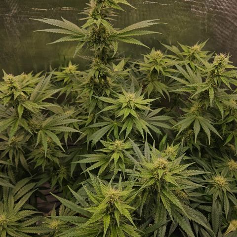 Tangie #3 growlog timeline photo