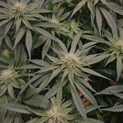 Tangie #2 growlog timeline photo