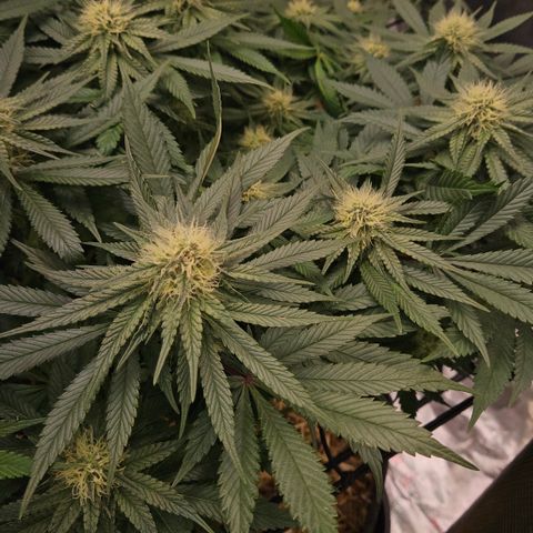 Mimosa #1 growlog timeline photo