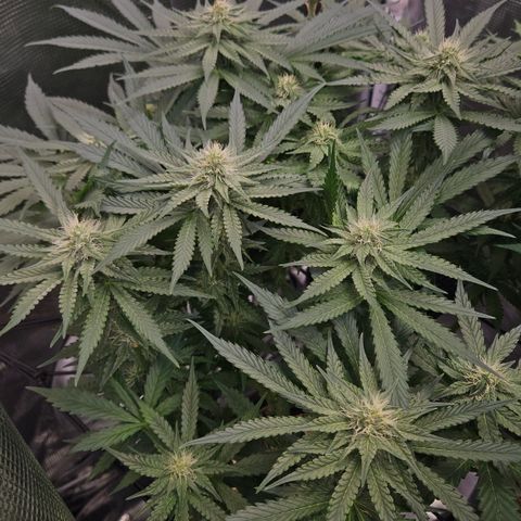 Tangie #2 growlog timeline photo