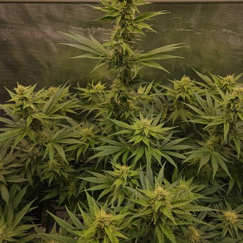 Tangie #3 growlog timeline photo