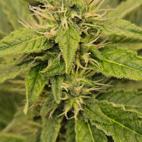 Tangie #3 growlog timeline photo