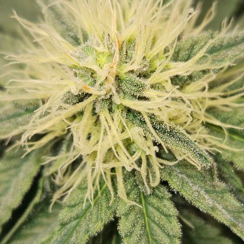 Mimosa #1 growlog timeline photo
