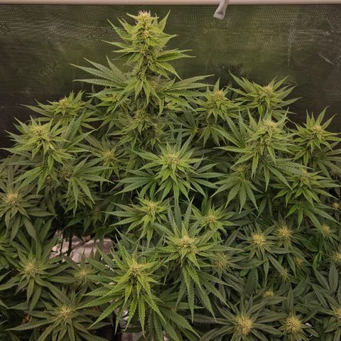 Tangie #2 growlog timeline photo