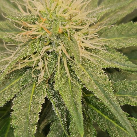Tangie #2 growlog timeline photo