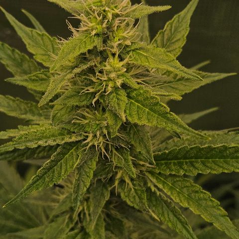 Tangie #3 growlog timeline photo