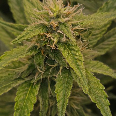 Tangie #3 growlog timeline photo