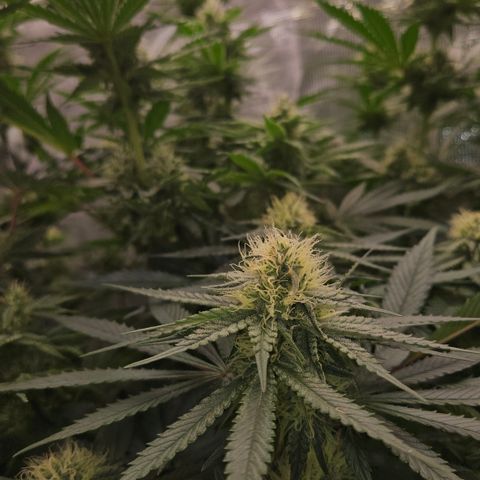 Mimosa #1 growlog timeline photo
