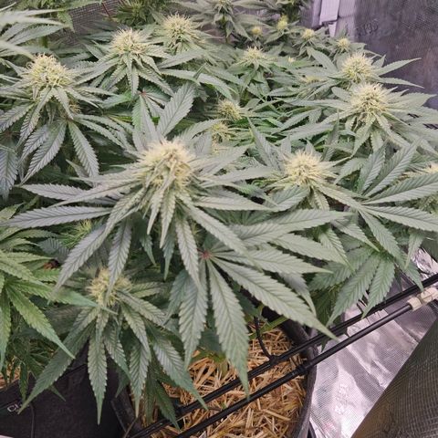 Mimosa #1 growlog timeline photo