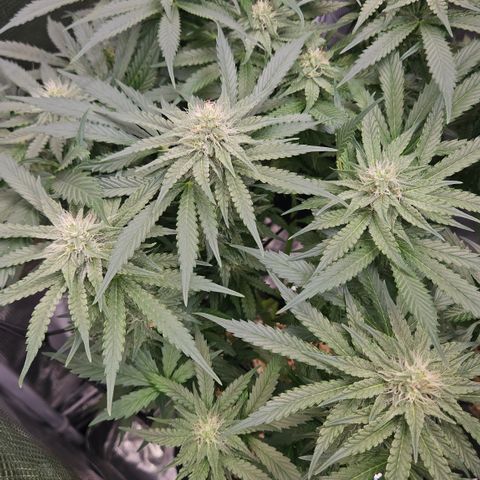 Tangie #2 growlog timeline photo
