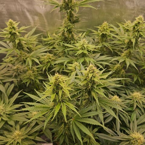 Tangie #3 growlog timeline photo