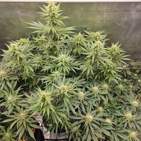 Tangie #2 growlog timeline photo