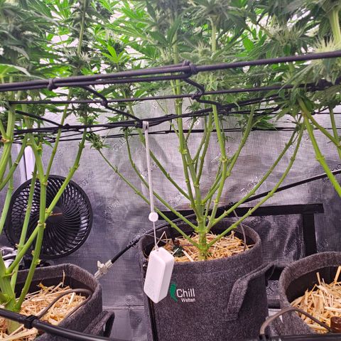Tangie #2 growlog timeline photo