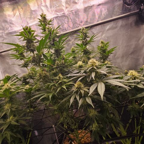 Tangie #2 growlog timeline photo