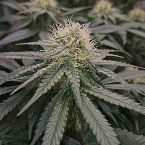 Mimosa #1 growlog timeline photo