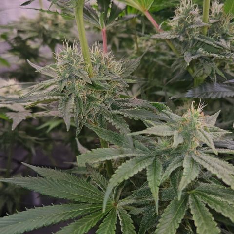 Tangie #3 growlog timeline photo