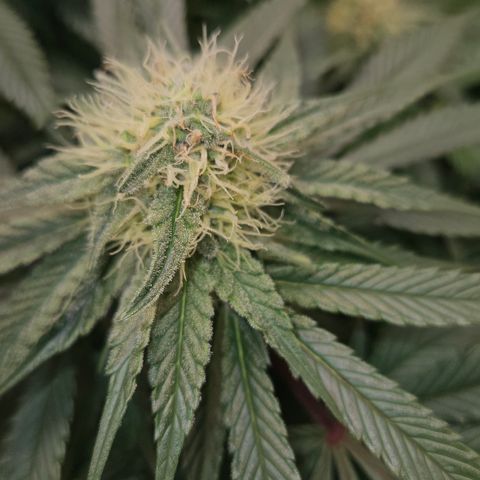 Mimosa #1 growlog timeline photo