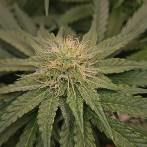 Tangie #2 growlog timeline photo