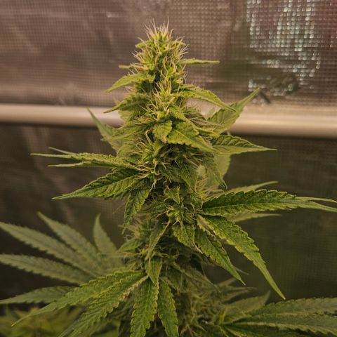 Tangie #3 growlog timeline photo