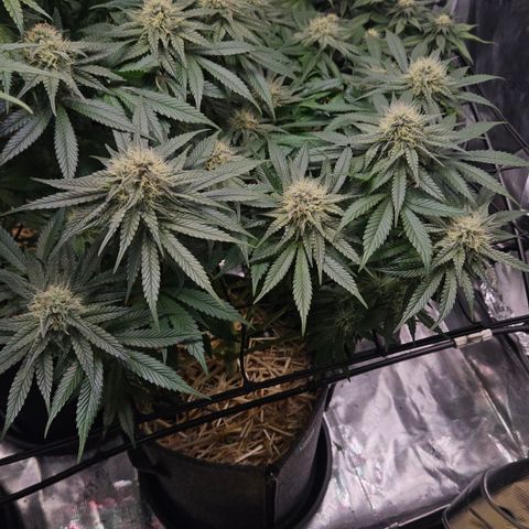 Mimosa #1 growlog timeline photo