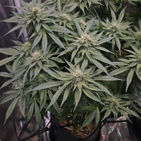 Tangie #2 growlog timeline photo