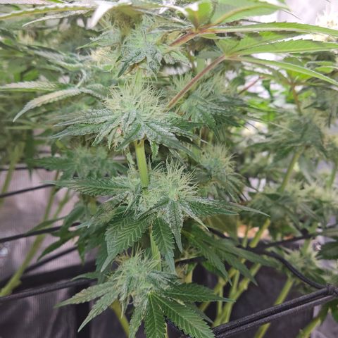 Mimosa #1 growlog timeline photo