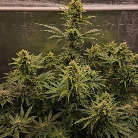 Tangie #3 growlog timeline photo