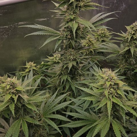 Tangie #3 growlog timeline photo