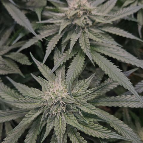 Tangie #2 growlog timeline photo