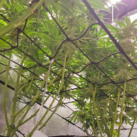 Tangie #2 growlog timeline photo