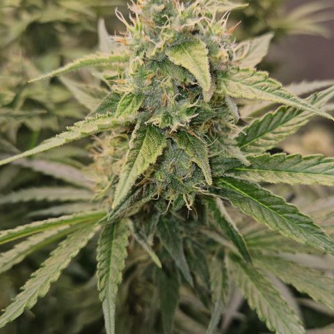 Tangie #3 growlog timeline photo