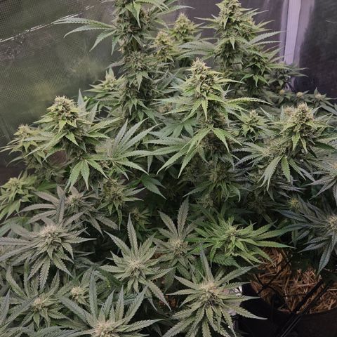 Tangie #2 growlog timeline photo