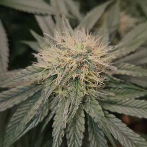 Mimosa #1 growlog timeline photo