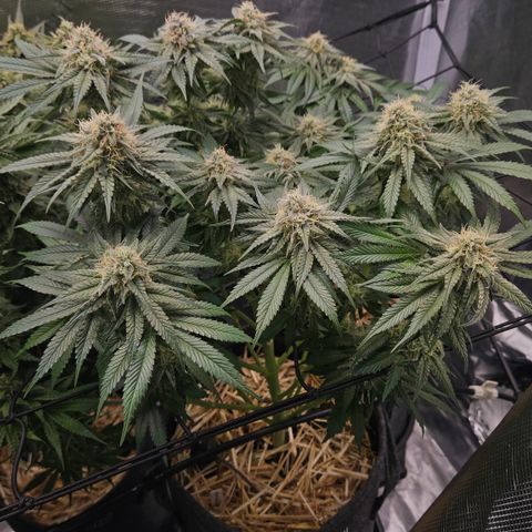 Mimosa #1 growlog timeline photo