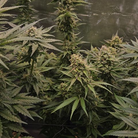 Tangie #3 growlog timeline photo