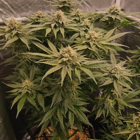 Tangie #2 growlog timeline photo
