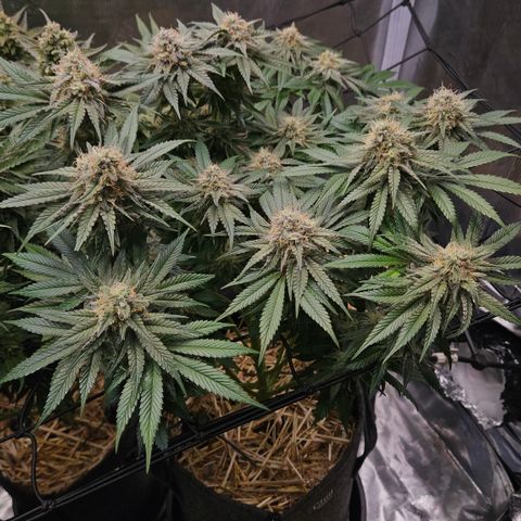 Mimosa #1 growlog timeline photo