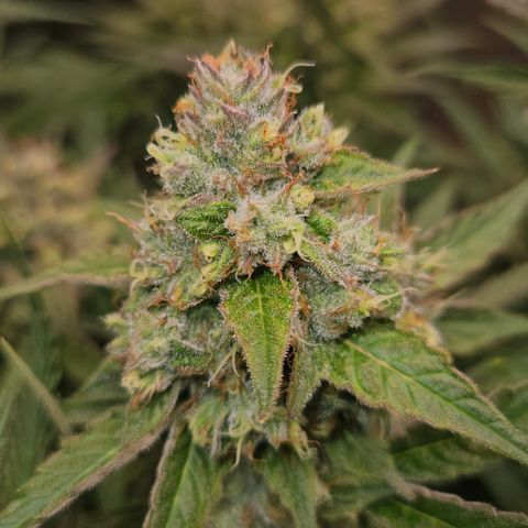 Tangie #3 growlog timeline photo