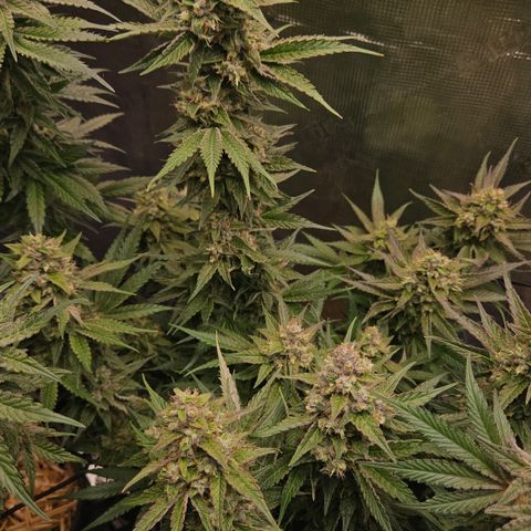Tangie #3 growlog timeline photo