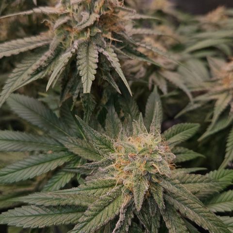Mimosa #1 growlog timeline photo