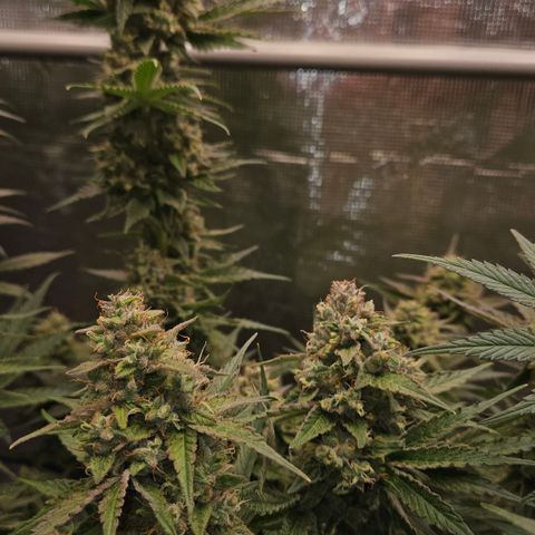 Tangie #3 growlog timeline photo