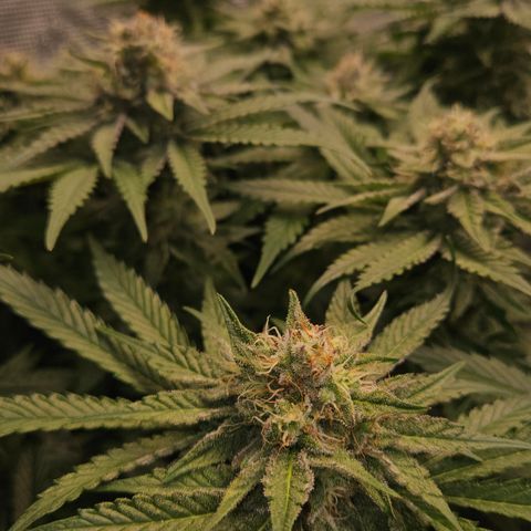 Tangie #2 growlog timeline photo