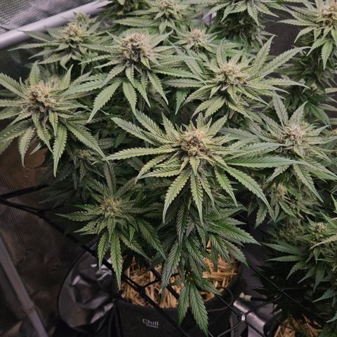 Tangie #2 growlog timeline photo
