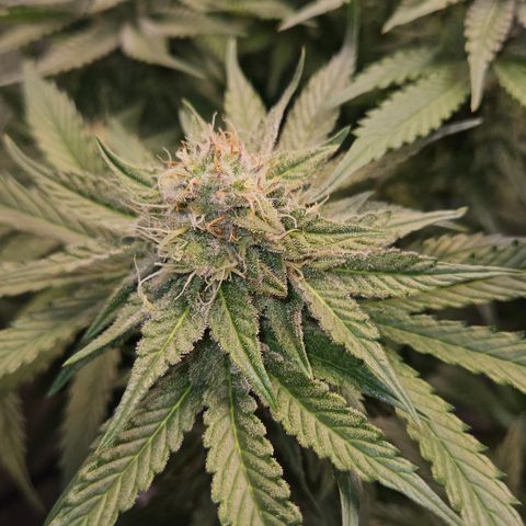 Tangie #2 growlog timeline photo