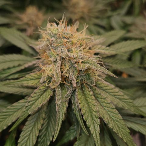 Mimosa #1 growlog timeline photo