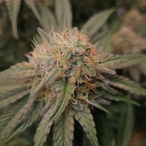 Mimosa #1 growlog timeline photo