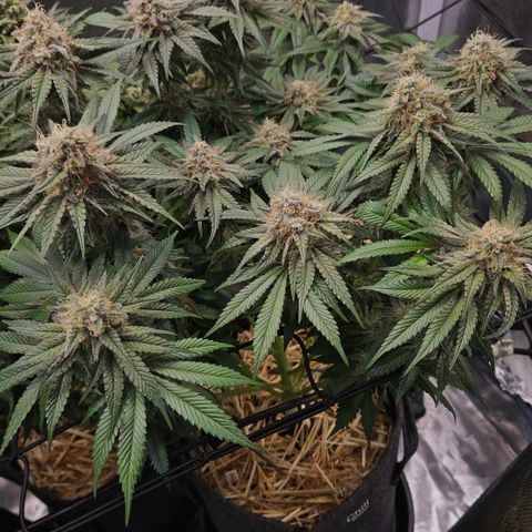 Mimosa #1 growlog timeline photo