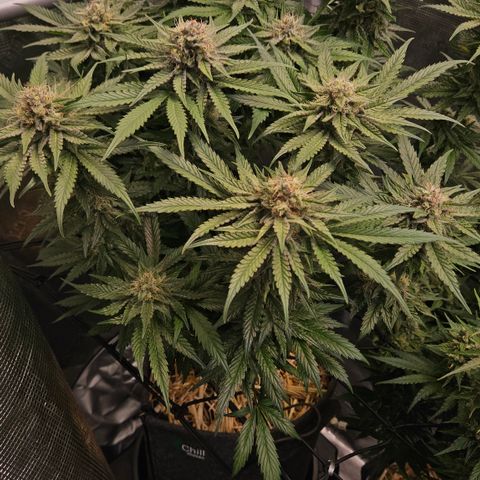 Tangie #2 growlog timeline photo