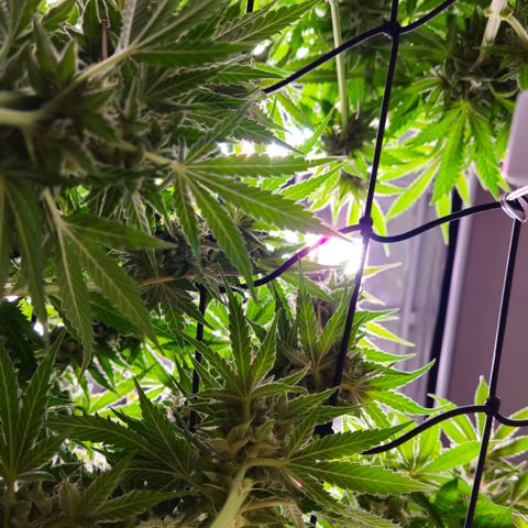 Tangie #2 growlog timeline photo